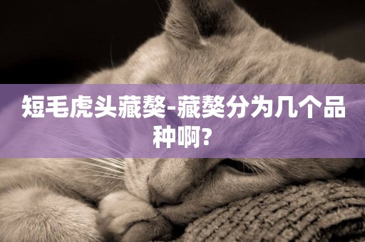 短毛虎頭藏獒-藏獒分為幾個品種啊?