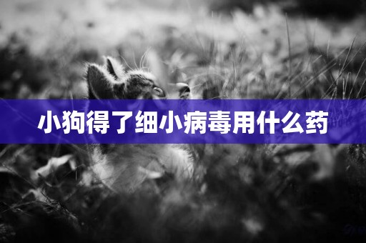小狗得了細小病毒用什么藥