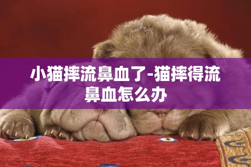 小貓摔流鼻血了-貓摔得流鼻血怎么辦
