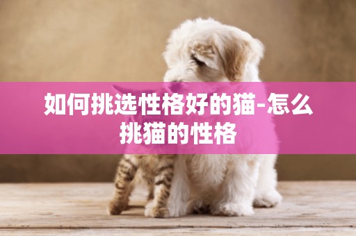 如何挑選性格好的貓-怎么挑貓的性格