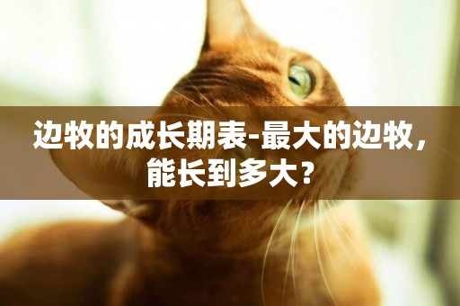 邊牧的成長期表-最大的邊牧，能長到多大？