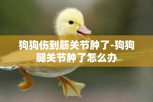 狗狗傷到筋關節腫了-狗狗腿關節腫了怎么辦