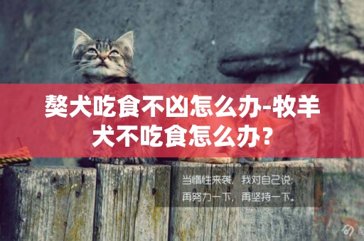 獒犬吃食不兇怎么辦-牧羊犬不吃食怎么辦？