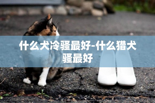 什么犬冷騷最好-什么獵犬騷最好