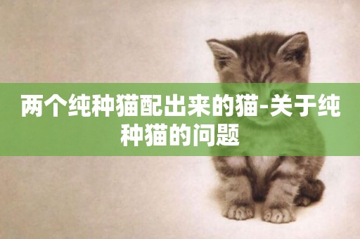 兩個純種貓配出來的貓-關于純種貓的問題