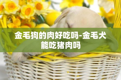 金毛狗的肉好吃嗎-金毛犬能吃豬肉嗎
