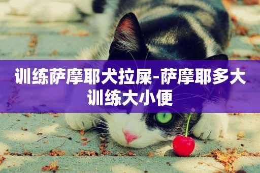訓練薩摩耶犬拉屎-薩摩耶多大訓練大小便
