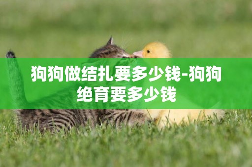 狗狗做結扎要多少錢-狗狗絕育要多少錢