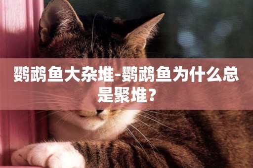 鸚鵡魚大雜堆-鸚鵡魚為什么總是聚堆？