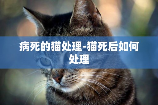 病死的貓處理-貓死后如何處理