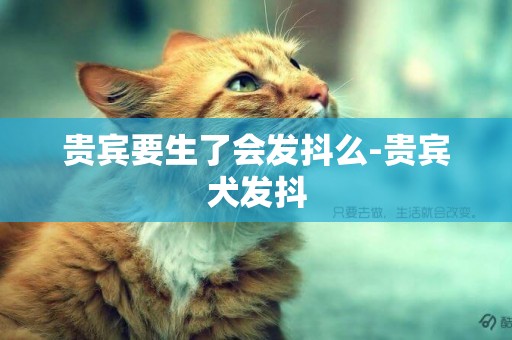 貴賓要生了會發抖么-貴賓犬發抖