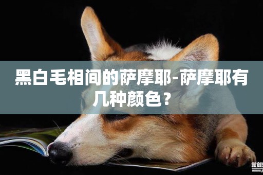 黑白毛相間的薩摩耶-薩摩耶有幾種顏色？