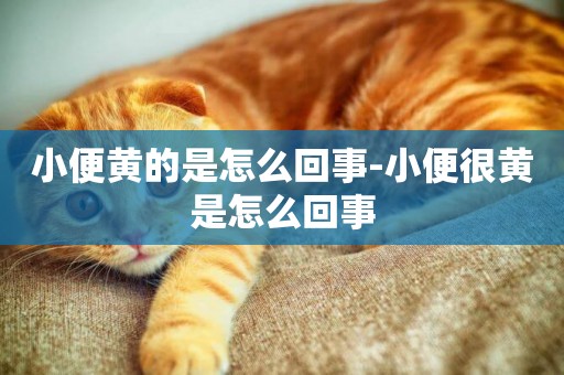 小便黃的是怎么回事-小便很黃是怎么回事