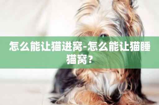 怎么能讓貓進窩-怎么能讓貓睡貓窩？
