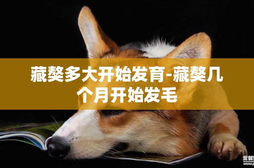 藏獒多大開始發育-藏獒幾個月開始發毛