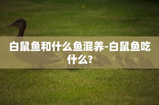 白鼠魚和什么魚混養-白鼠魚吃什么?