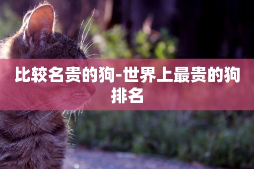 比較名貴的狗-世界上最貴的狗排名