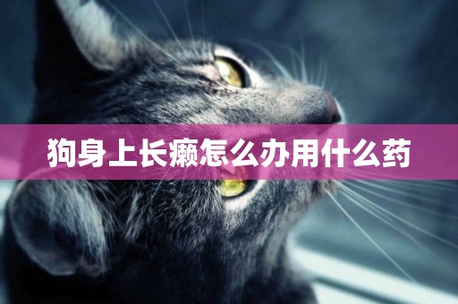 狗身上長癩怎么辦用什么藥