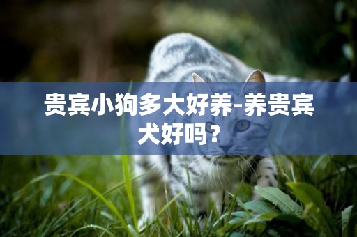 貴賓小狗多大好養-養貴賓犬好嗎？