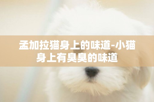 孟加拉貓身上的味道-小貓身上有臭臭的味道