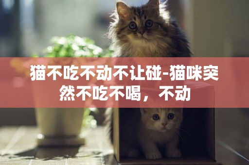 貓不吃不動不讓碰-貓咪突然不吃不喝，不動