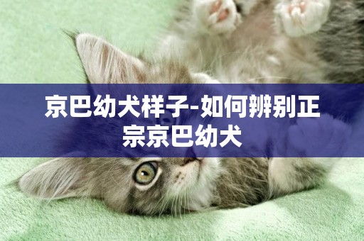 京巴幼犬樣子-如何辨別正宗京巴幼犬