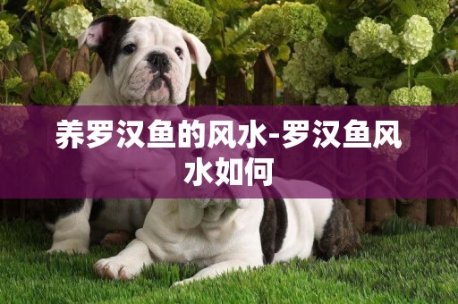 養羅漢魚的風水-羅漢魚風水如何