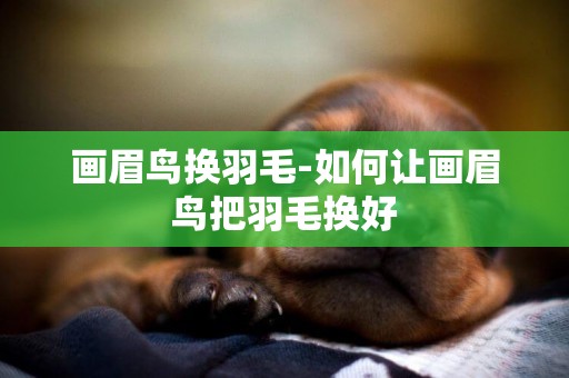 畫眉鳥換羽毛-如何讓畫眉鳥把羽毛換好