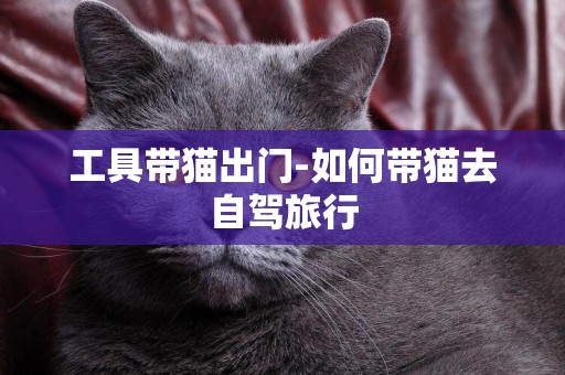 工具帶貓出門-如何帶貓去自駕旅行