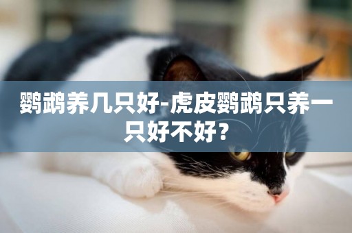 鸚鵡養幾只好-虎皮鸚鵡只養一只好不好？