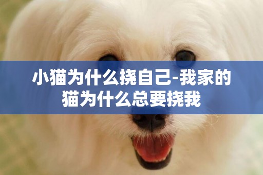 小貓為什么撓自己-我家的貓為什么總要撓我
