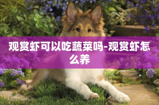 觀賞蝦可以吃蔬菜嗎-觀賞蝦怎么養