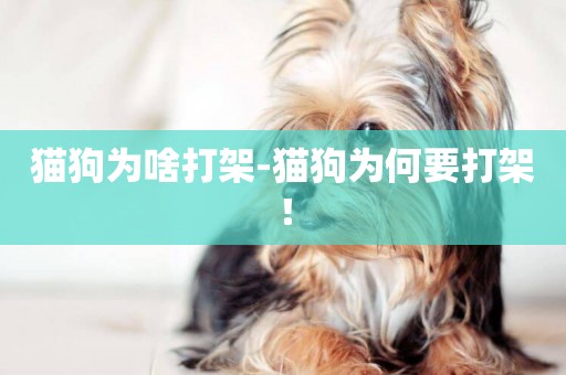 貓狗為啥打架-貓狗為何要打架！