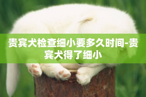 貴賓犬檢查細小要多久時間-貴賓犬得了細小