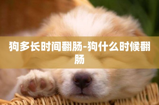 狗多長時間翻腸-狗什么時候翻腸