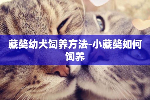 藏獒幼犬飼養方法-小藏獒如何飼養