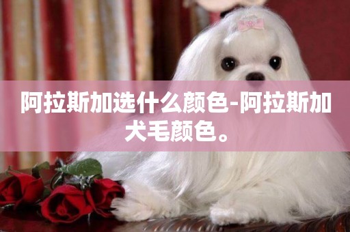 阿拉斯加選什么顏色-阿拉斯加犬毛顏色。