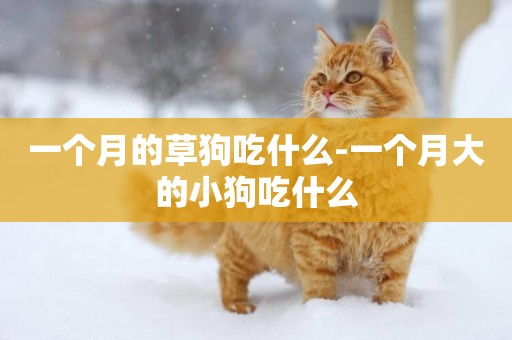 一個月的草狗吃什么-一個月大的小狗吃什么