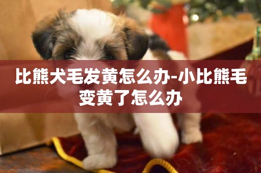 比熊犬毛發黃怎么辦-小比熊毛變黃了怎么辦