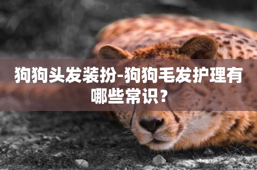 狗狗頭發裝扮-狗狗毛發護理有哪些常識？
