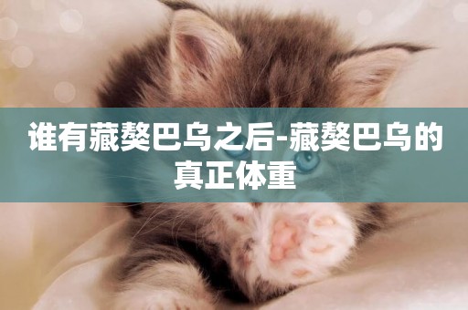 誰有藏獒巴烏之后-藏獒巴烏的真正體重