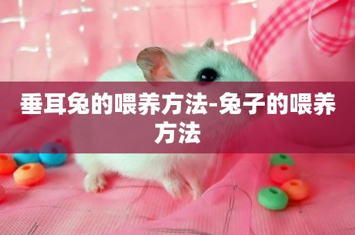 垂耳兔的喂養方法-兔子的喂養方法