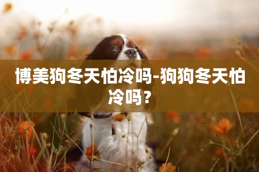 博美狗冬天怕冷嗎-狗狗冬天怕冷嗎？