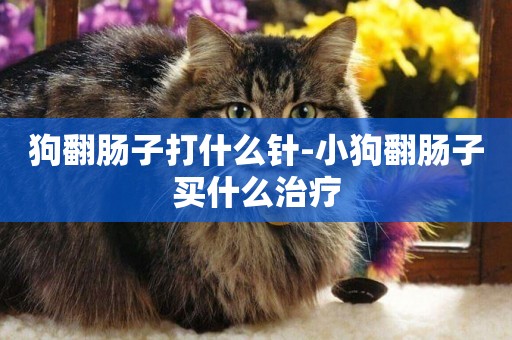 狗翻腸子打什么針-小狗翻腸子買什么治療