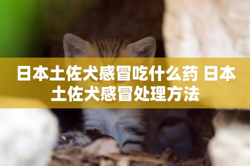 日本土佐犬感冒吃什么藥 日本土佐犬感冒處理方法