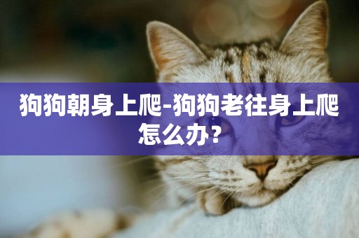 狗狗朝身上爬-狗狗老往身上爬怎么辦？