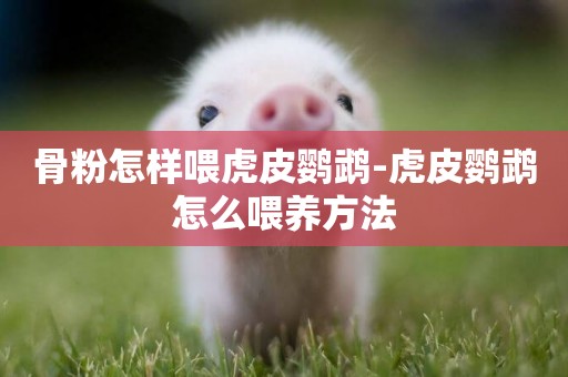 骨粉怎樣喂虎皮鸚鵡-虎皮鸚鵡怎么喂養方法