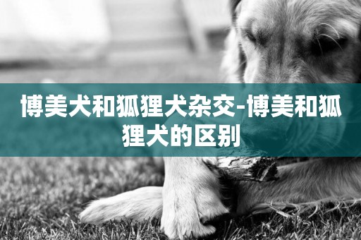 博美犬和狐貍犬雜交-博美和狐貍犬的區別