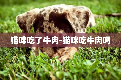 貓咪吃了牛肉-貓咪吃牛肉嗎