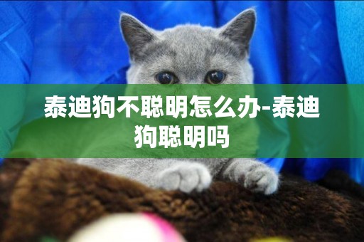 泰迪狗不聰明怎么辦-泰迪狗聰明嗎